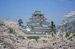 鶴ヶ城　桜の名所 turugajyou cherry place09.
